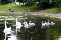 Sefton Park