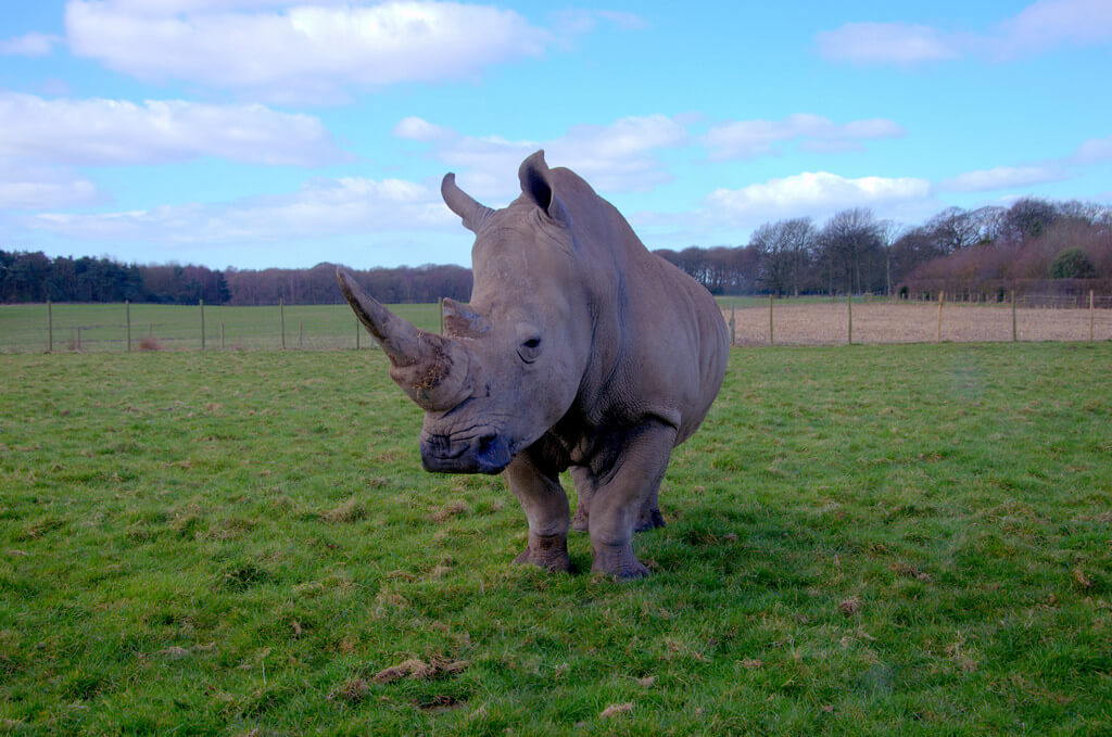 safari park