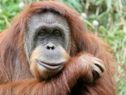 chester zoo