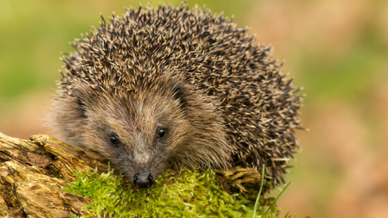 hedgehog 