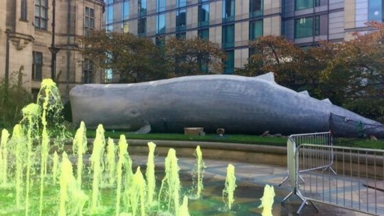 whale 