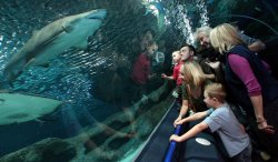 blue planet aquarium family things to do in cheshire