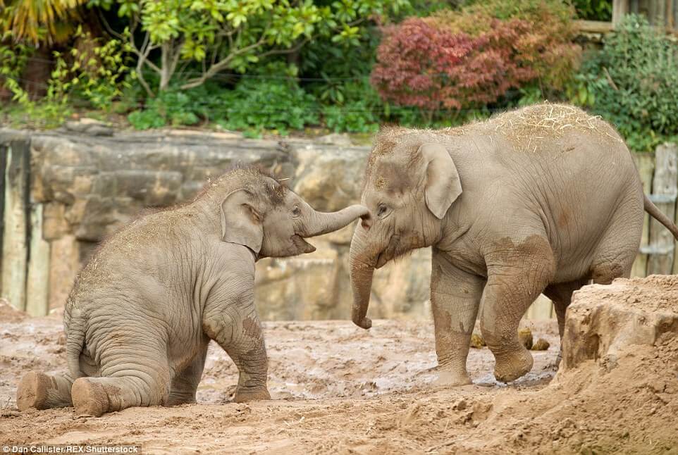 Chester Zoo Cheshire family things to do